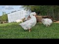 Rescued geese enjoying sanctuary life 🌞
