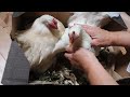 Chick Hatching in a Wall Planter. The Silly Sitters' Blessed Event