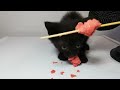 Kitten eating Sausage ASMR