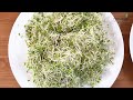 HOW TO SPROUT SEEDS | EASY GUIDE | Foolproof Method