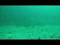 Tampa Bay Fishing - Underwater Footage of a Red Grouper Getting Caught