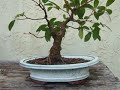 Ficus Bonsai Trimmed for Shape and to Root Cuttings