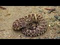 💲Millionaire Craps Snake Pit - 🐍 Rattlesnake Preliminary Betting Strategy