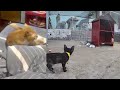 🤣🤣 So Funny! Funniest Cats and Dogs 2024 😅😅 Best Funny Animals 2024 # 10