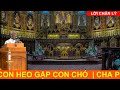 TRÁNH CON HEO THÌ GẶP CON CHÓ - NGHE XONG HẾT BUỒN| CHA PHẠM QUANG HỒNG GIẢNG THUYẾT