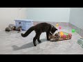 Best Funny Animals 2024🥰Funniest Dogs and Cats😽🐶Part 19