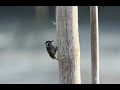 Sunda Pygmy Woodpecker