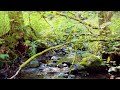 Mountain Creek 4K Ultra HD - 10 Hours of Gentle Water Sounds for Deep Sleep, Studying, and Relaxing