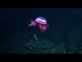 What is Deep Sea Mining? A web series. Episode 2: Deep Frontiers