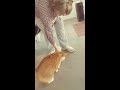 Funny cat