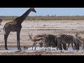 The unique animals in the world/ExploreEarthly