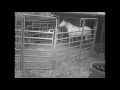 Night life - trap cam 1 horses P IV