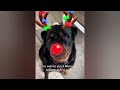 You Laugh You Lose😹Funniest Dogs and Cats 2024😻🐶