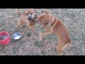 pups play