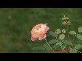 How to fertilize David Austin roses in your garden.