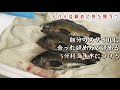 釣ったメバルはこう持ち帰る【お持ち帰りシリーズ】