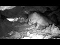 Gray fox pups move into the underground tree stump den