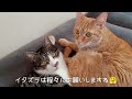 大雨の前に泣いていたキジ白の子猫が１歳を迎えました🐈スクスクと育っています🐈