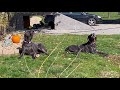 Two Great Danes howling at Tornado sirens