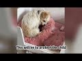 A stray mother dog gave birth to five puppies, but four of them were crushed，It refused to let it go