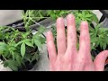 Growing Photoperiod Cannabis in a closet with Gaia green & Blumats! Week 7!