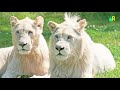 दुनिया के 10 सबसे दुर्लभ सफेद जानवर | World’s Top 10 Rarest White Animals