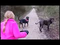 Loose Leash Walking - Does a Harness Teach a Dog to Pull?