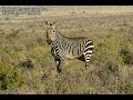 The zebra (All species & facts)