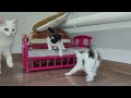 Funny and cute kittens 9. Interesting moments. Mother cat and her cute kittens 9. 2024