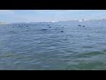 Seals at Cape Cod(5)