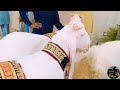 Anmool Bakre AS Cattle Farm Karachi 2024 Enjoy Karen Thaaa Karke#viral#bakramandi#cowmandi#public...