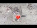 Funny Videos 2024 😅😂 Cutest Cats Videos 2024☺️🥰