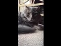 another cat video 😻😻😻