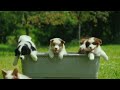 @ beautiful puppies# short video