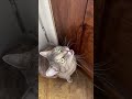 Sounds that attract cats - Meow to make cats come to you
