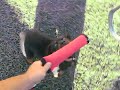 Rottweiler Puppy Skies off the Deck