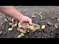 POTATO DIGGER is no longer a “BULLDOZER”. POTATOES as 