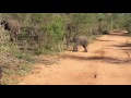 Dancing Baby Elephant