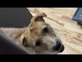 click on this video for dog