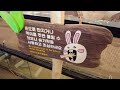 [4K] South Korea Gangwon-do Alpaca World Walk l 강원도 알파카 월드 산책 l 韓國江原道羊駝世界遊