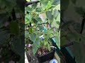 Outdoor Greenhouse update 1/14/24