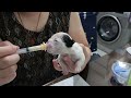 Emma - French bulldog puppy feeding