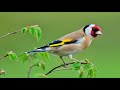 Saka Sesi-🏆Bol Cibili (My real education record Goldfinch)-Ötüm Dersi Huylandırma - صوت تدريب الحسون