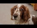 Welsh Springer spaniel eyes