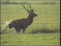 Bachelor Red deer