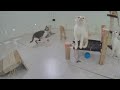 🐶 A fun day with silly cat actions 🐕 Funny Animal Moments 2024 🐱😂