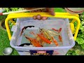 Wow !! Serok ikan koi hias, ikan hias warna-warni, ikan mas koki, ikan komet, ikan gurami, kura-kura