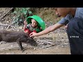 Without a kind man to help, the orphan boy went to harvest wild vegetables to sell