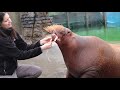 Training with Walruses Aku and Ginger