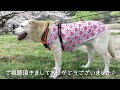 ３頭と一緒に再び桜を見に行きました🌸喜ぶ愛犬たち。良い思い出になりました♪